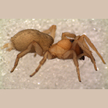 Rastellus kariba female